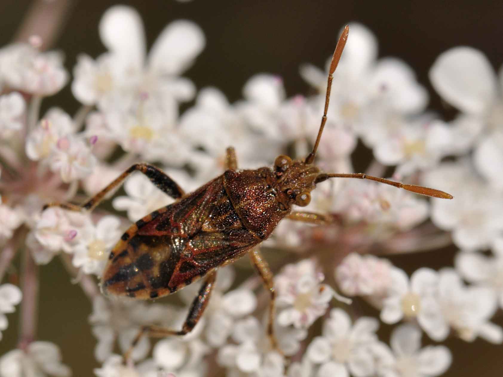 Rhopalidae: Stictopleurus cfr. pictus di Rocca di Botte (AQ)